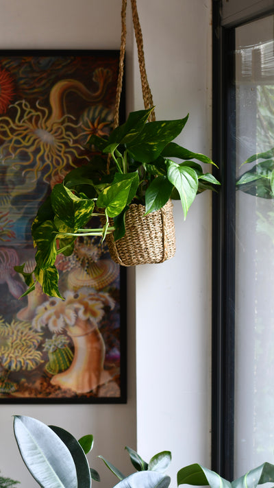 Natural Seagrass Hanging Planter