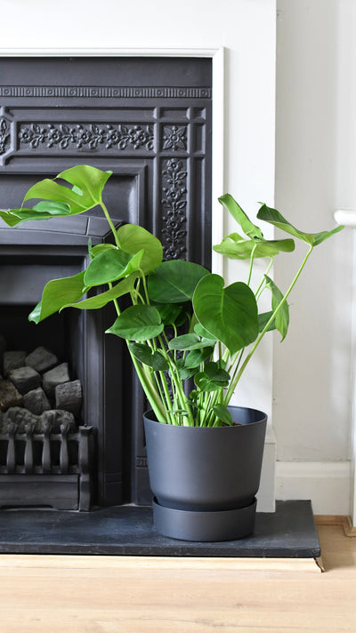 Greenville Round Plant Pot Black 25cm