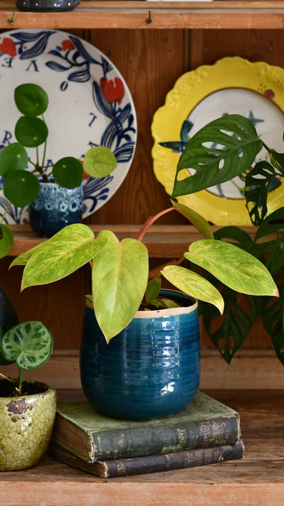 Philodendron Painted Lady