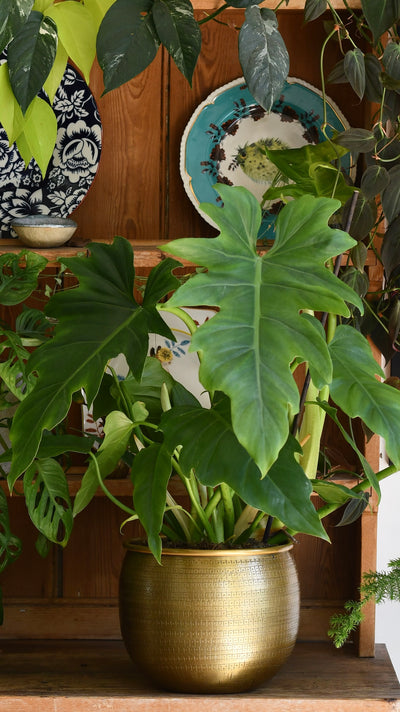 Philodendron Lacerum