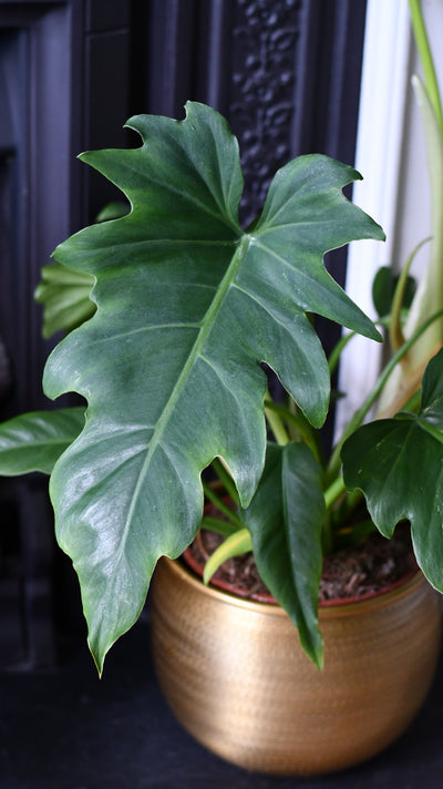 Philodendron Lacerum