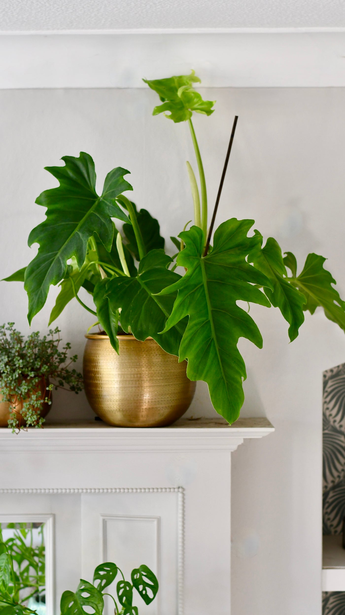 Philodendron Lacerum