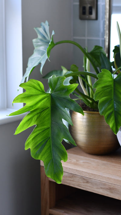 Philodendron Lacerum