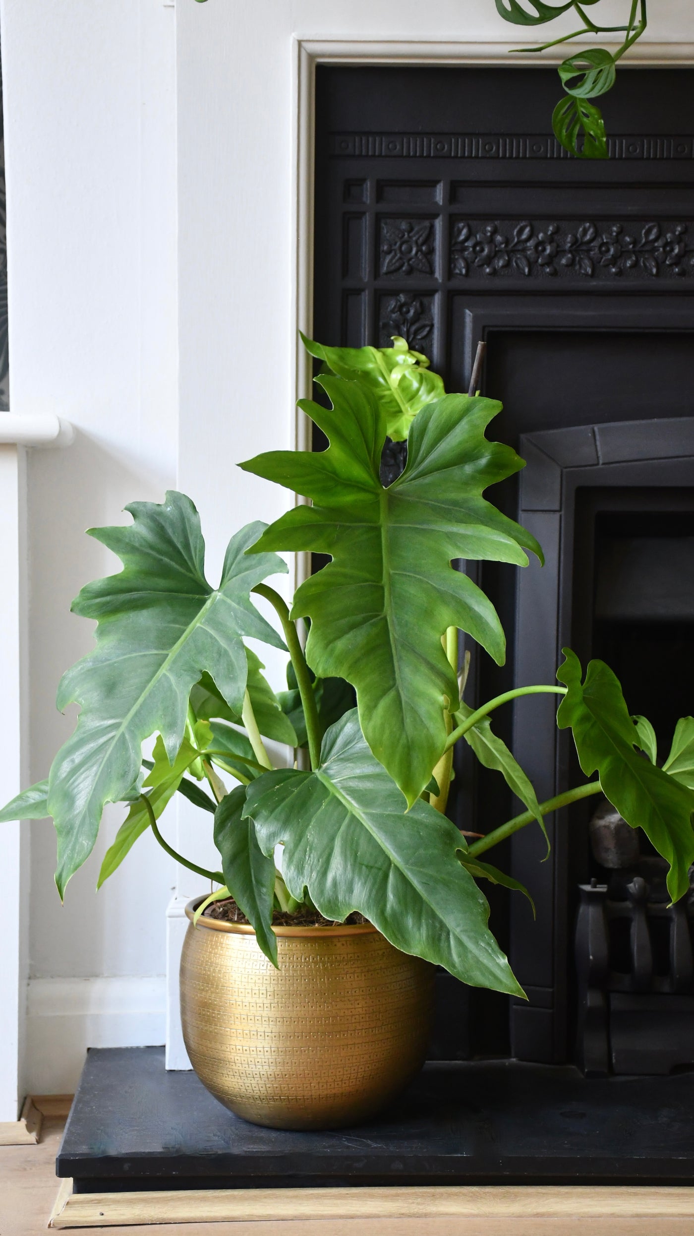 Philodendron Lacerum