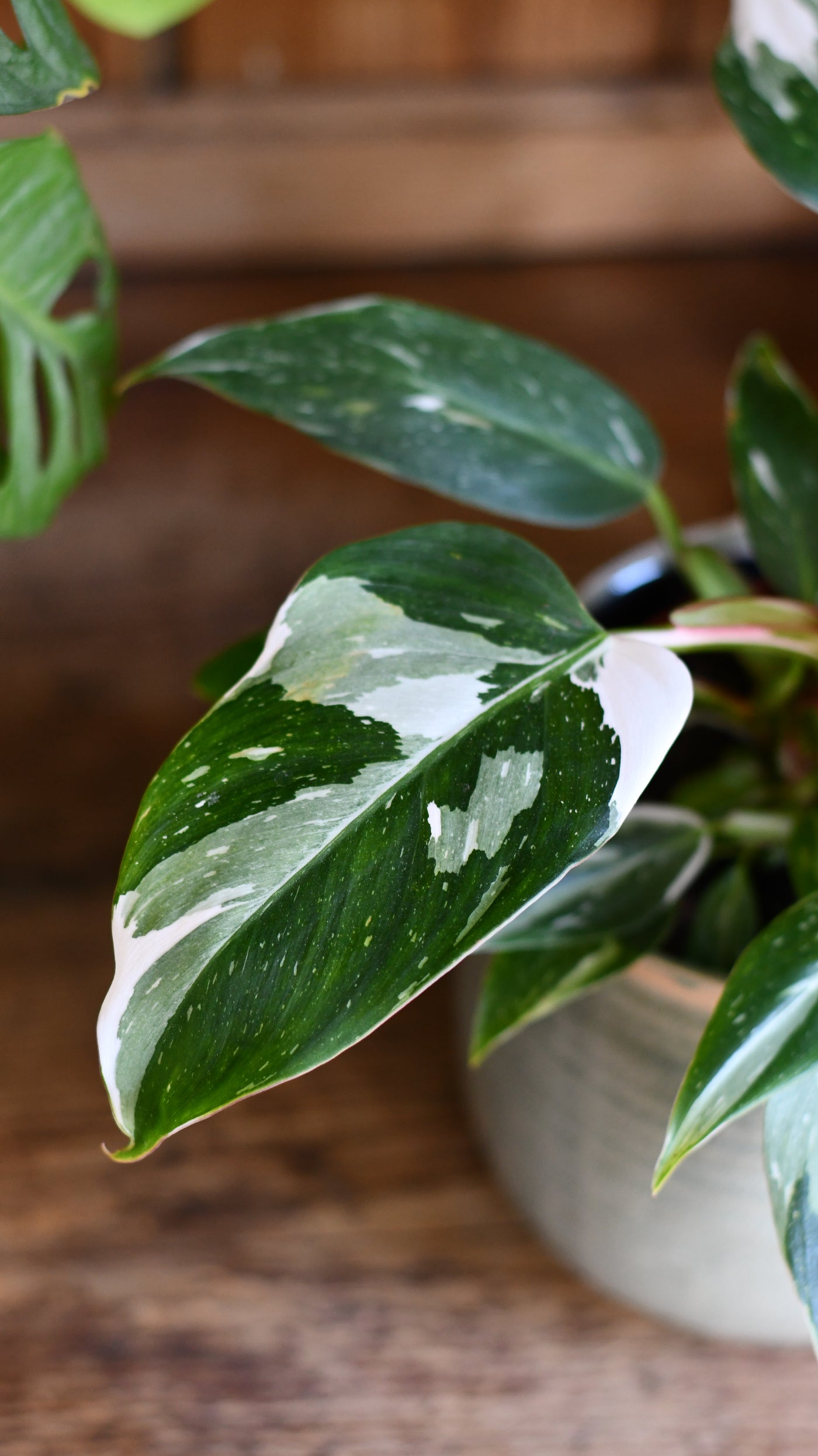 Philodendron White Knight