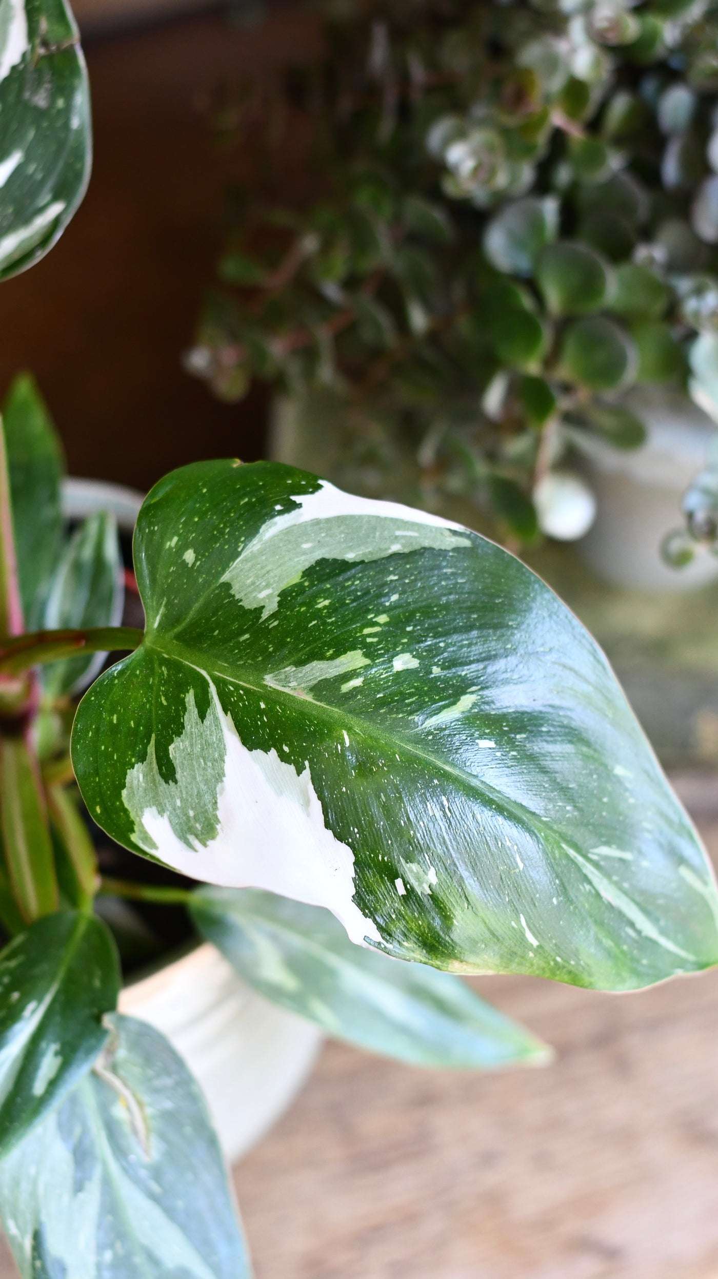 Philodendron White Knight