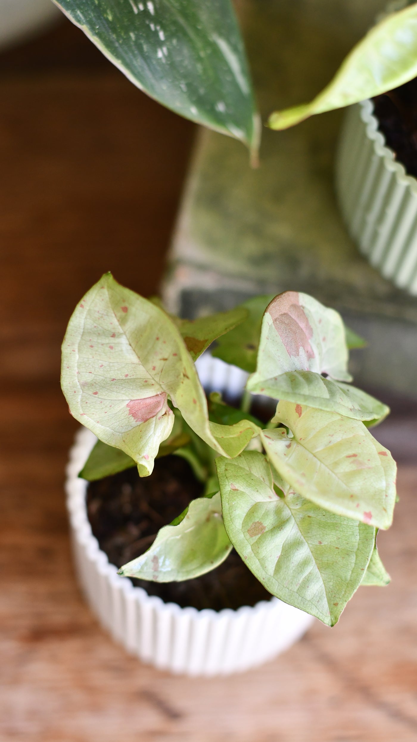 Baby milk confetti syngonium