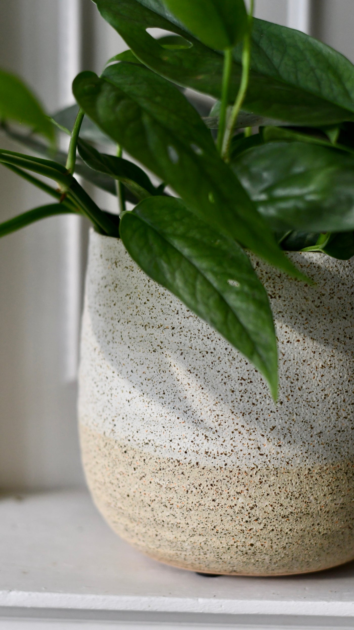 Celeste Cream premium Glaze planter (14cm plant pot)