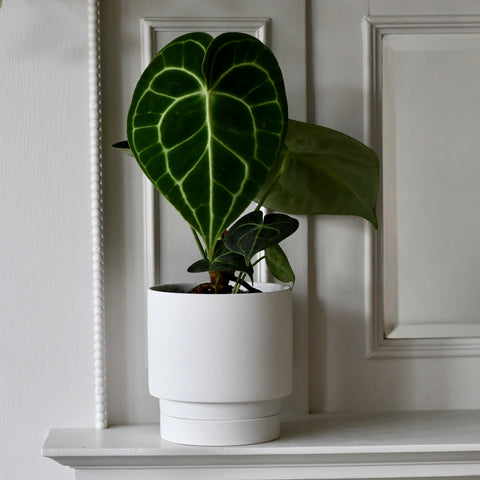 The Camden Collection – 13cm White Ceramic Planter with Saucer