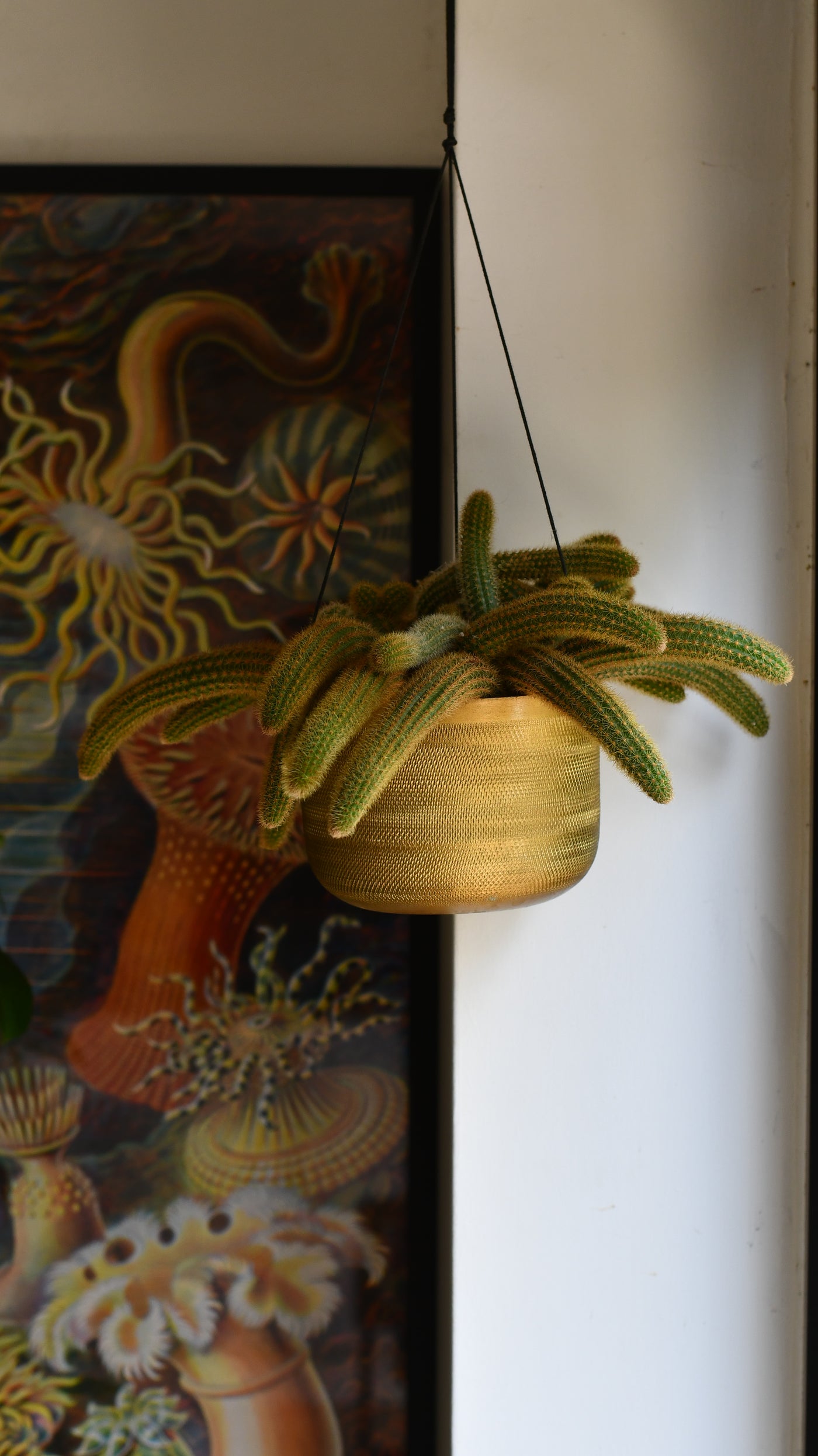 Cleistocactus Aureispina, Golden Rat Tail Cactus