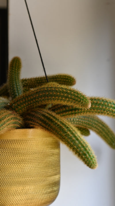 Cleistocactus Aureispina, Golden Rat Tail Cactus