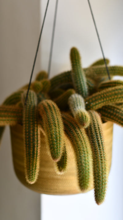 Cleistocactus Aureispina, Golden Rat Tail Cactus