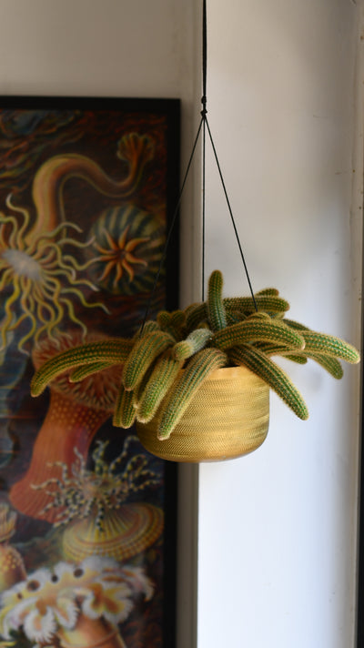 Cleistocactus Aureispina, Golden Rat Tail Cactus