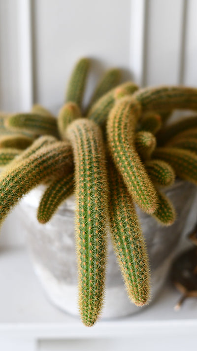 Cleistocactus Aureispina, Golden Rat Tail Cactus