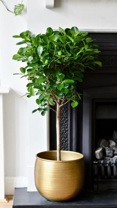 Ficus Microcarpa with Elegant Stem (Chinese Banyan Tree)