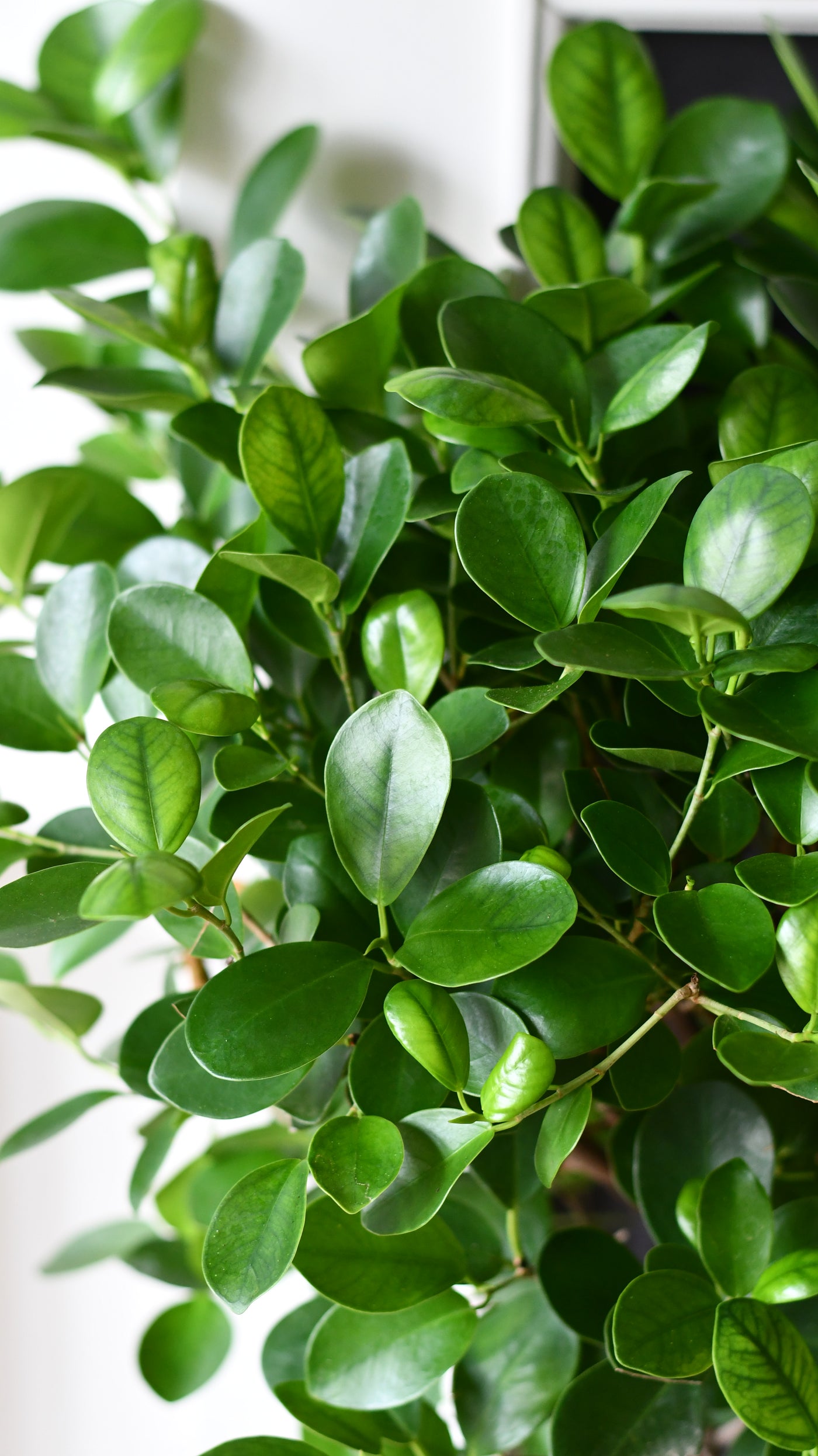 Ficus Microcarpa with Elegant Stem (Chinese Banyan Tree)