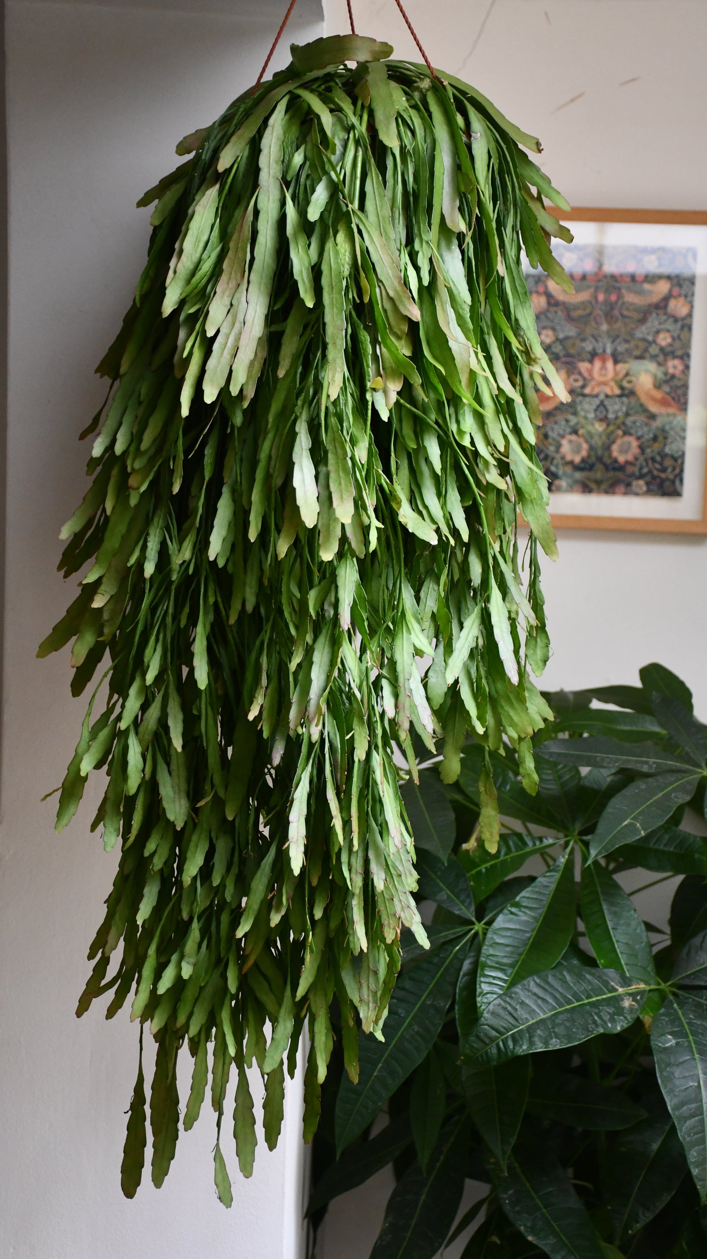 Rhipsalis Ramulosus - Red Coral