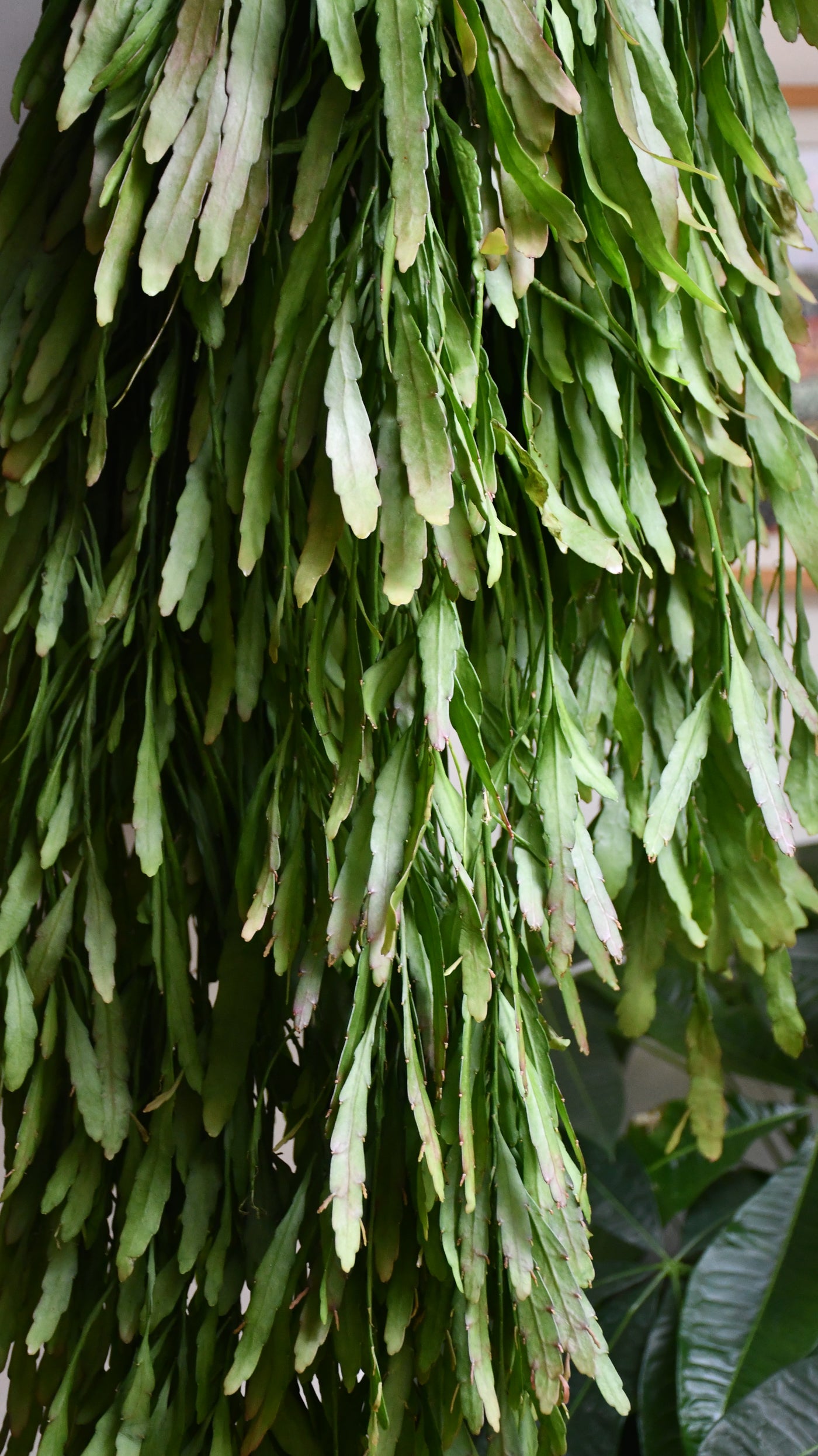 Rhipsalis Ramulosus - Red Coral