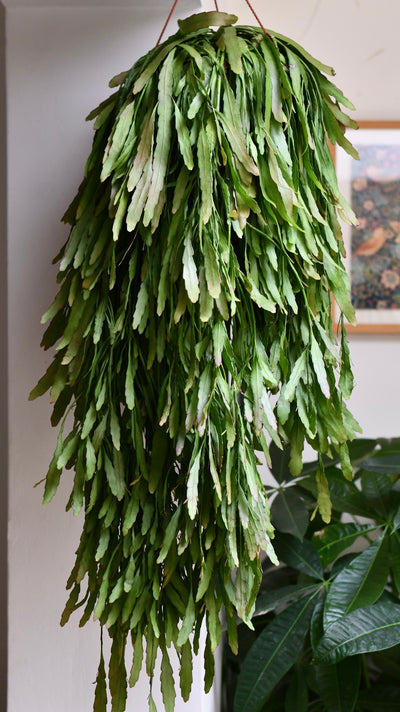 Rhipsalis Ramulosus - Red Coral