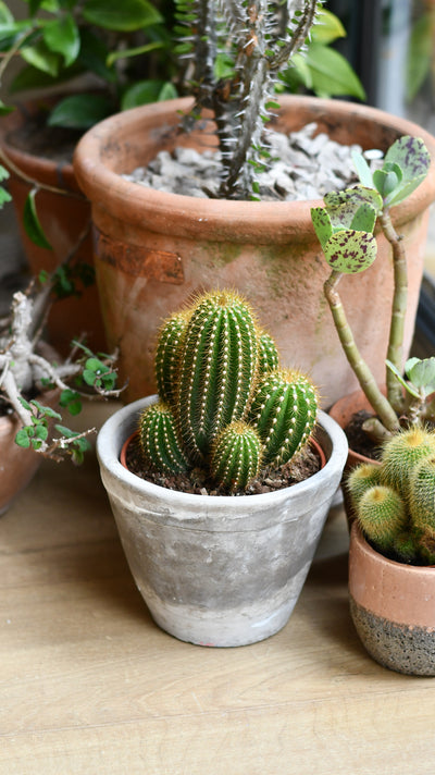 Small Pilocereus pachycladus azureus | Brazilian Blue Cactus | Blue Columnar Cactus