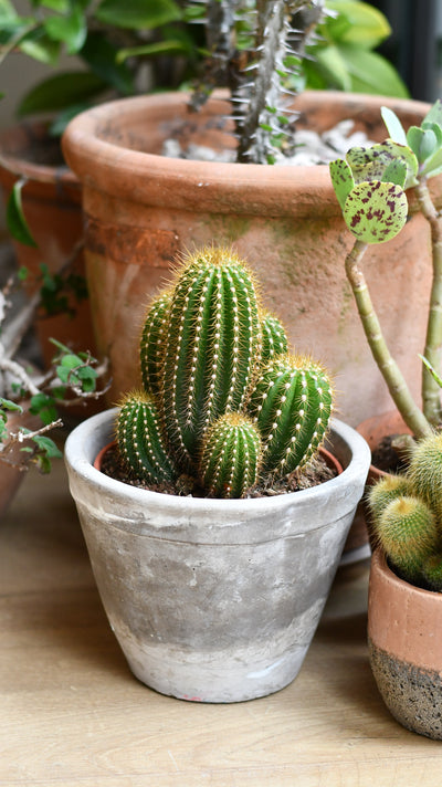 Small Pilocereus pachycladus azureus | Brazilian Blue Cactus | Blue Columnar Cactus