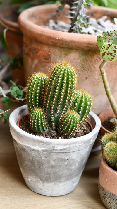 Small Pilocereus pachycladus azureus | Brazilian Blue Cactus | Blue Columnar Cactus