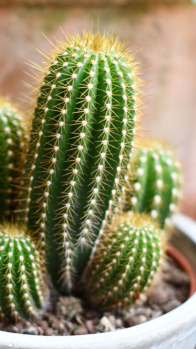 Small Pilocereus pachycladus azureus | Brazilian Blue Cactus | Blue Columnar Cactus