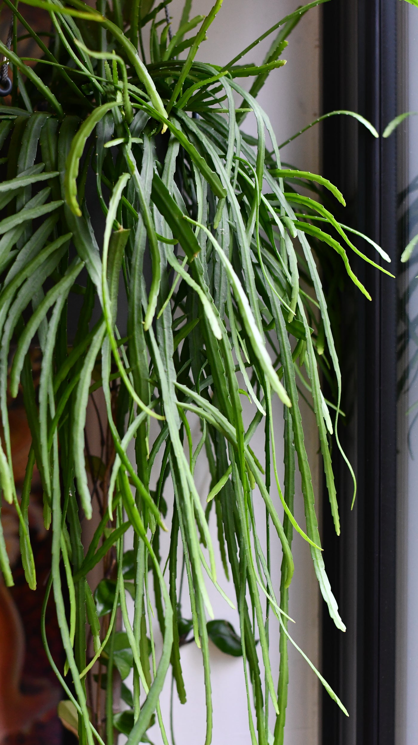 Lepismium Cactus (Bolivianum Forest Cactus) – Also Known as Forest Cactus, Bolivian Forest Cactus, Rhipsalis Boliviana