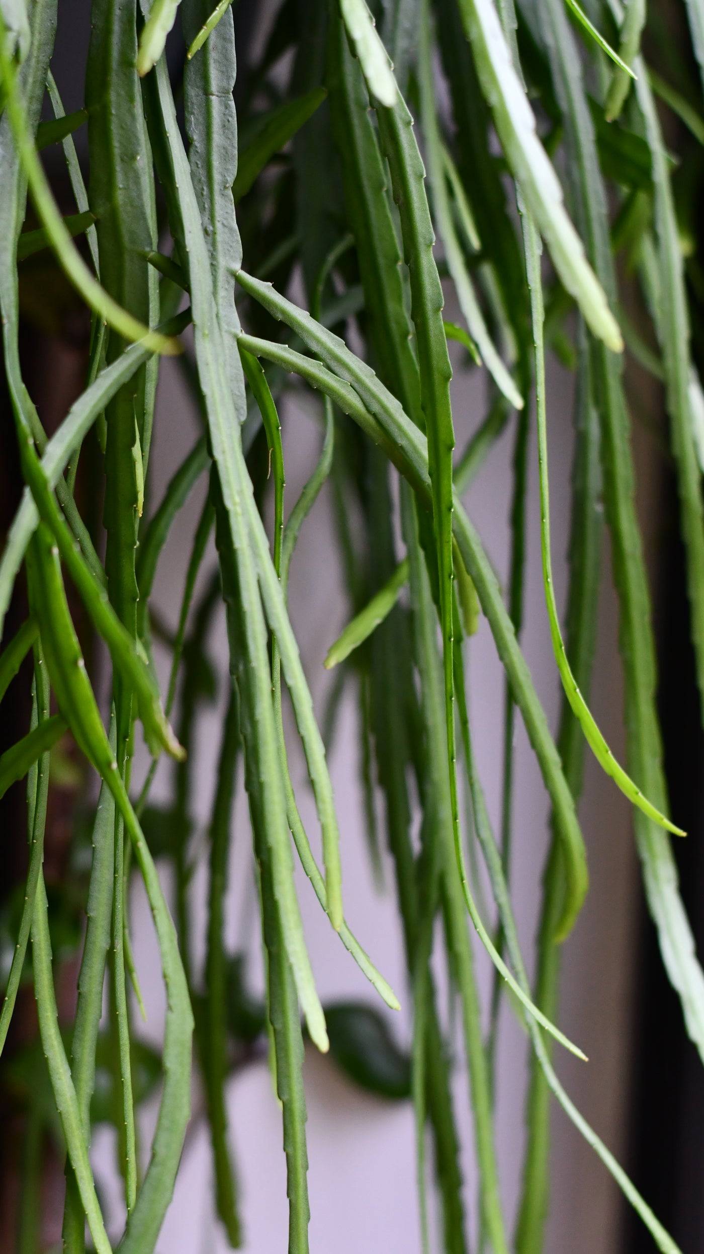 Lepismium Cactus (Bolivianum Forest Cactus) – Also Known as Forest Cactus, Bolivian Forest Cactus, Rhipsalis Boliviana