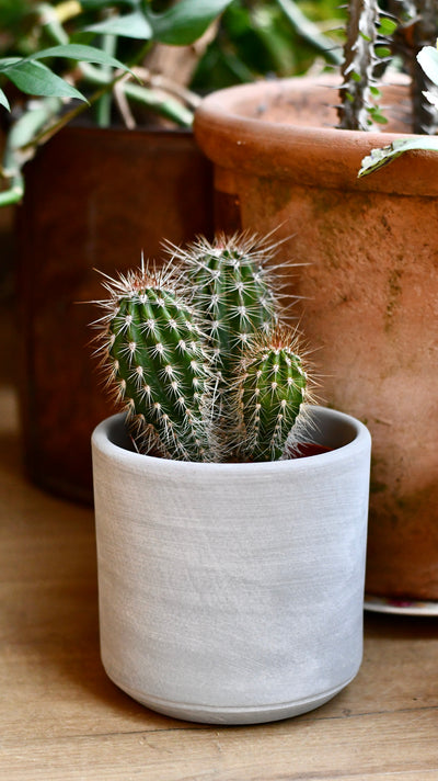 Pilocereus pachycladus | Brazilian Green Cactus (Chunky Green Variant)