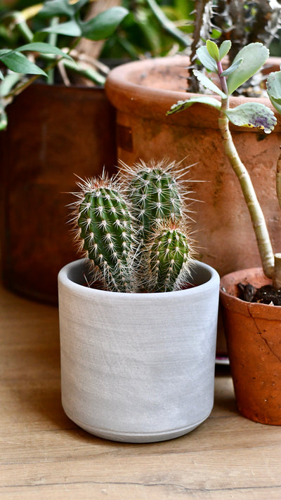 Pilocereus pachycladus | Brazilian Green Cactus (Chunky Green Variant)