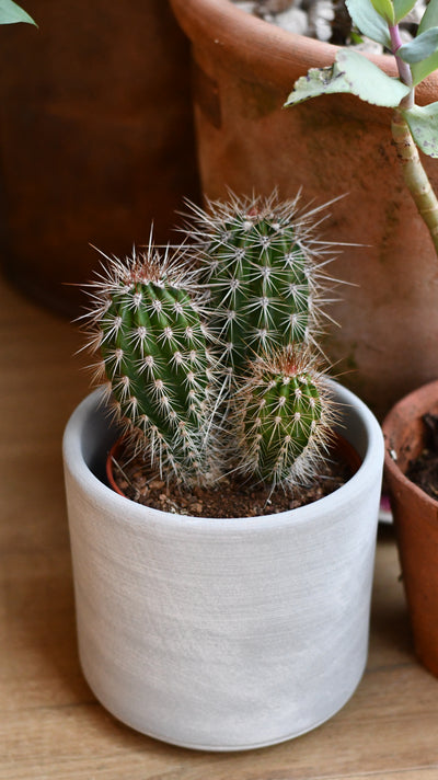 Pilocereus pachycladus | Brazilian Green Cactus (Chunky Green Variant)