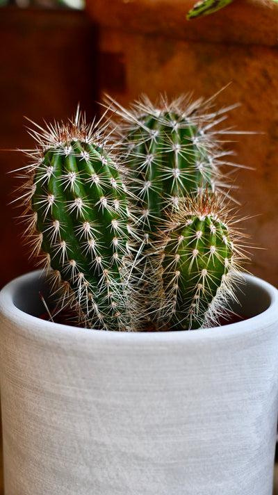 Pilocereus pachycladus | Brazilian Green Cactus (Chunky Green Variant)