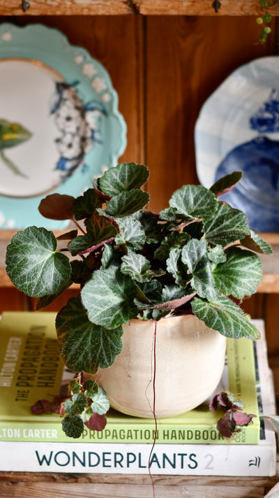 Saxifraga Stolonifera (Strawberry Begonia) – A Trailing Beauty