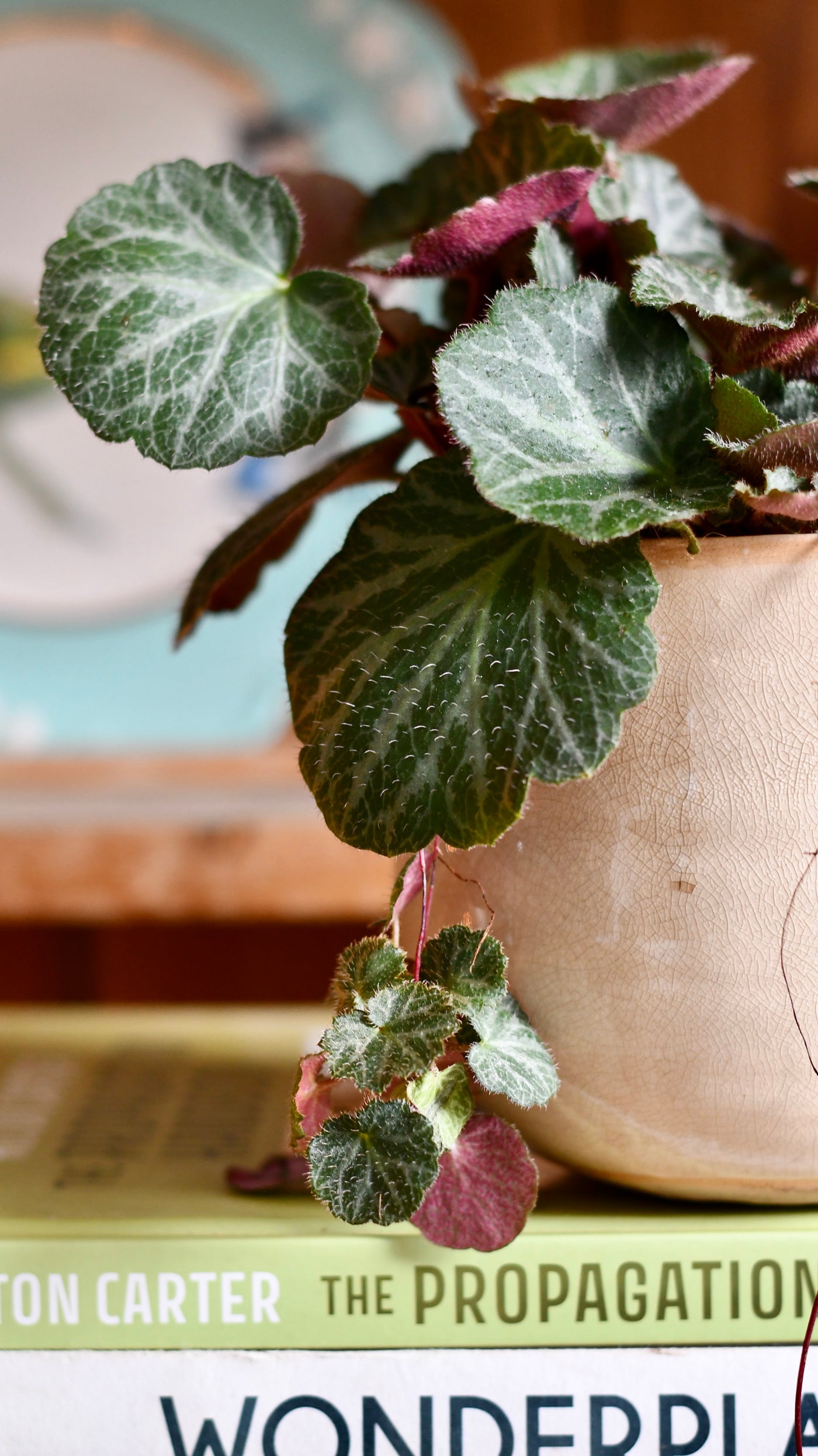 Saxifraga Stolonifera (Strawberry Begonia) – A Trailing Beauty