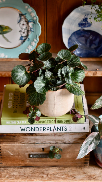 Saxifraga Stolonifera (Strawberry Begonia) – A Trailing Beauty