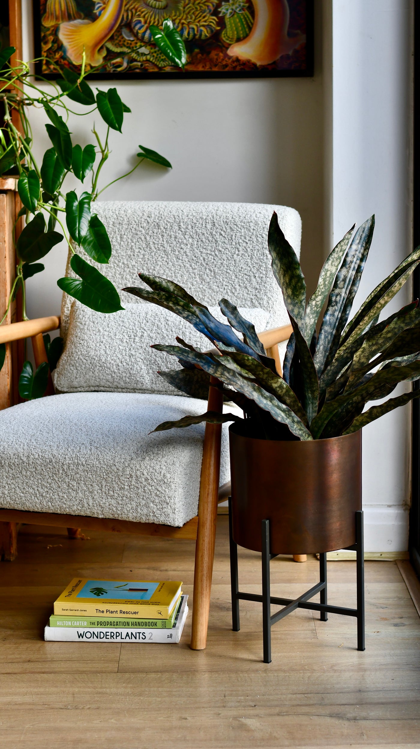 Sansevieria kirkii ‘Coppertone’ – A Rare, Sculptural Masterpiece