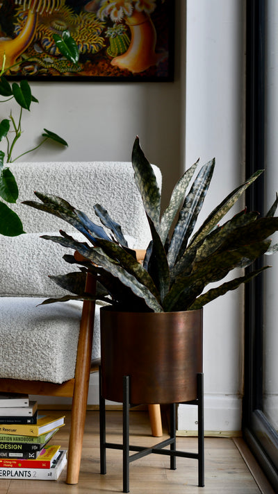 Sansevieria kirkii ‘Coppertone’ – A Rare, Sculptural Masterpiece