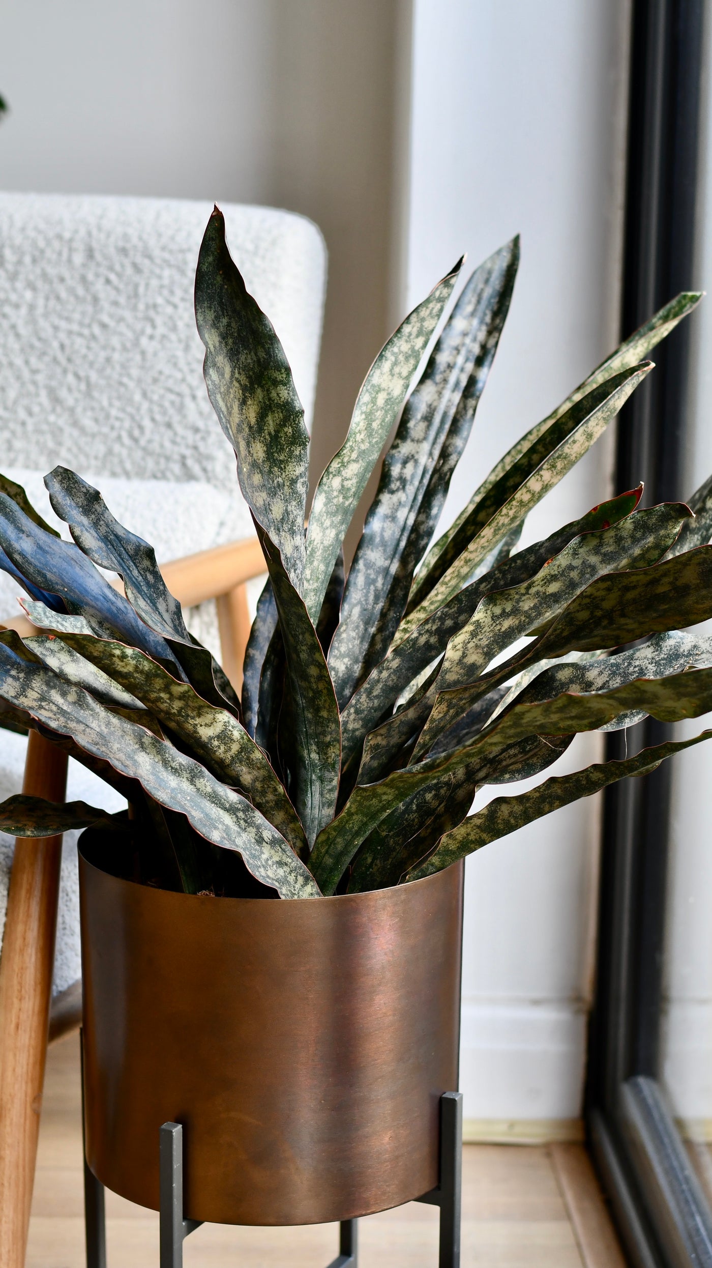 Sansevieria kirkii ‘Coppertone’ – A Rare, Sculptural Masterpiece