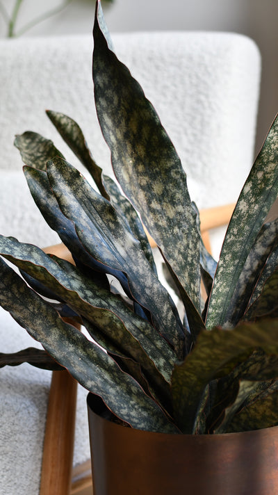 Sansevieria kirkii ‘Coppertone’ – A Rare, Sculptural Masterpiece