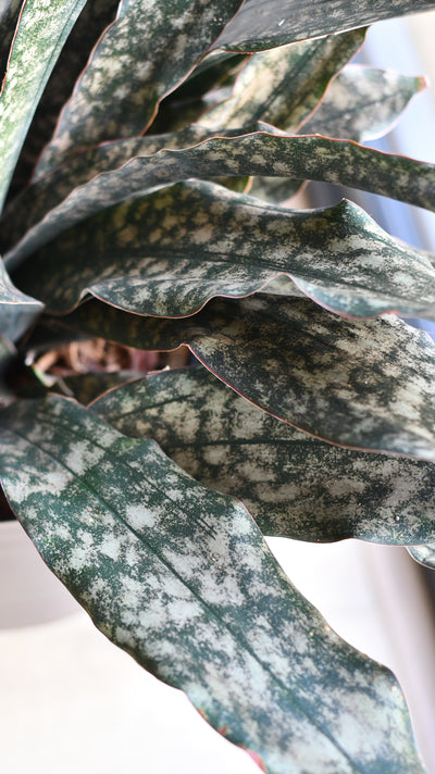 Sansevieria kirkii ‘Coppertone’ – A Rare, Sculptural Masterpiece