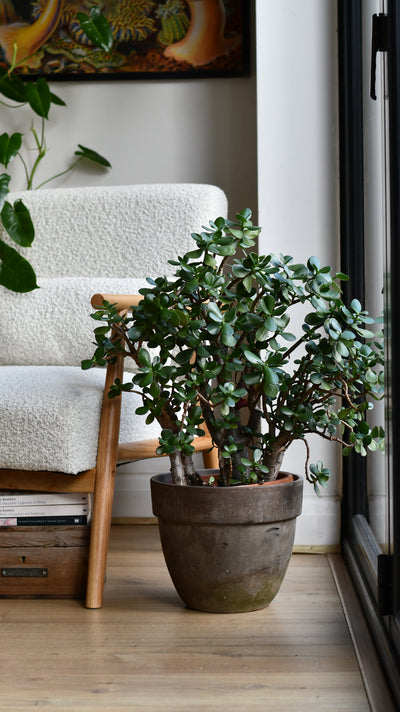 Crassula Ovata (Jade Plant) – A Timeless Statement Piece