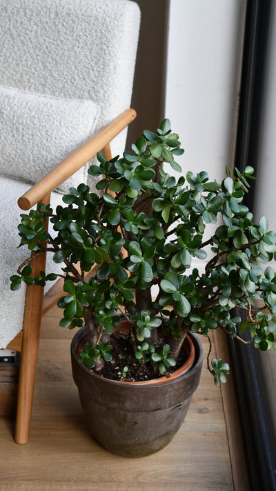 Crassula Ovata (Jade Plant) – A Timeless Statement Piece