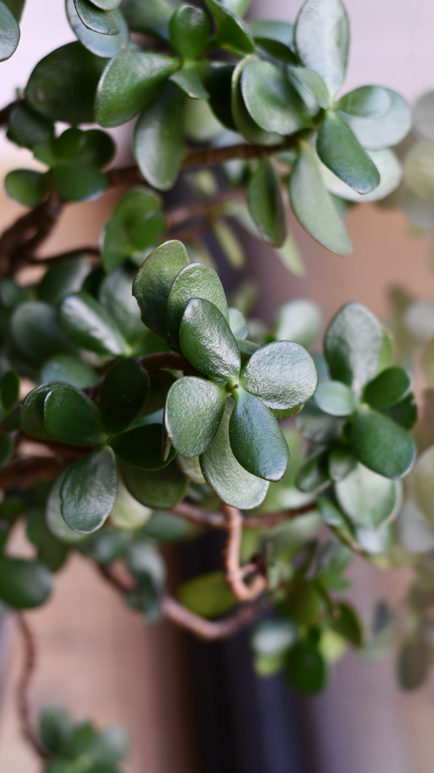 Crassula Ovata (Jade Plant) – A Timeless Statement Piece