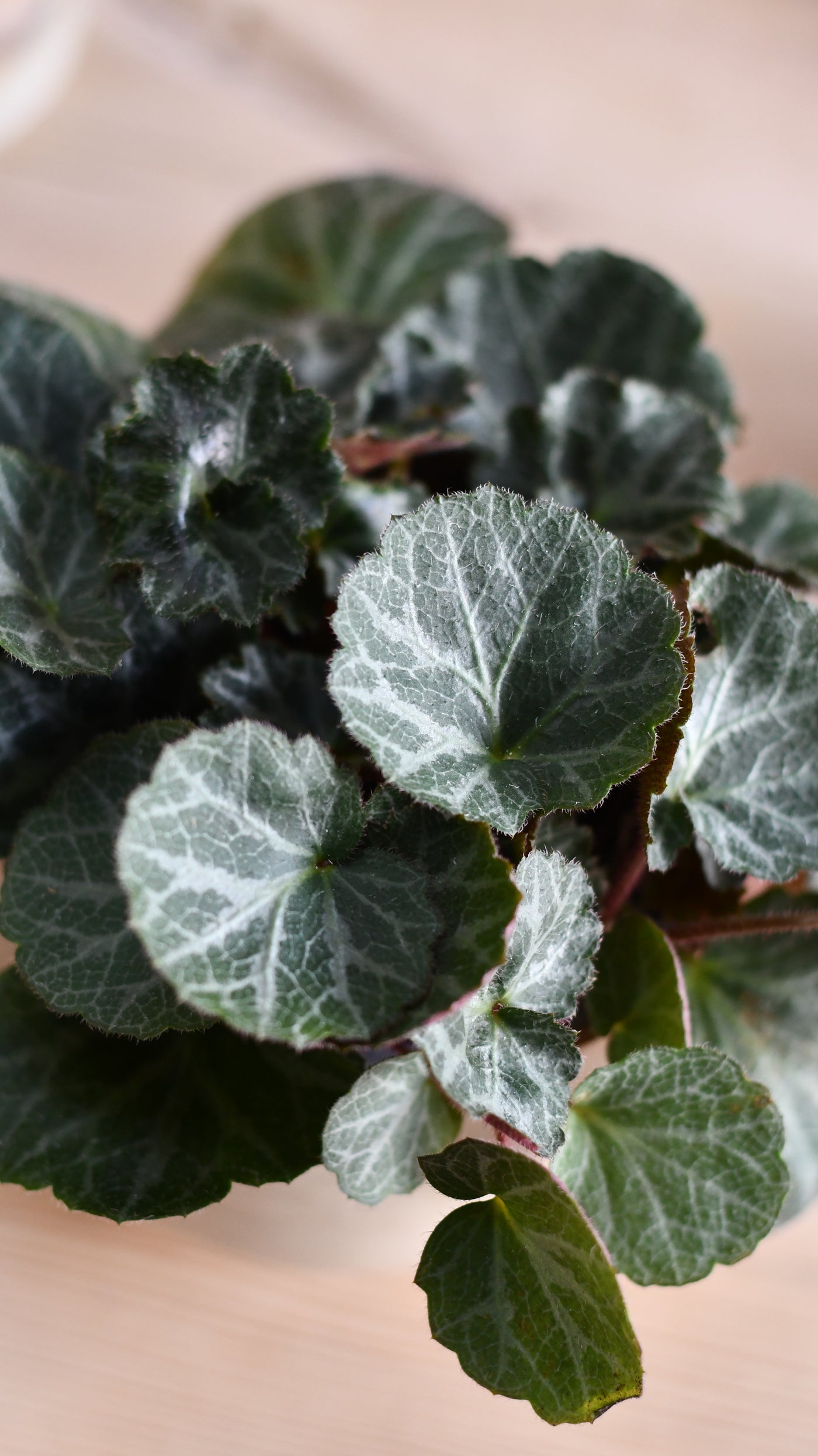 Saxifraga Stolonifera (Strawberry Begonia) – A Trailing Beauty