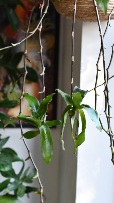 Callisia Fragrans - Basket Plant