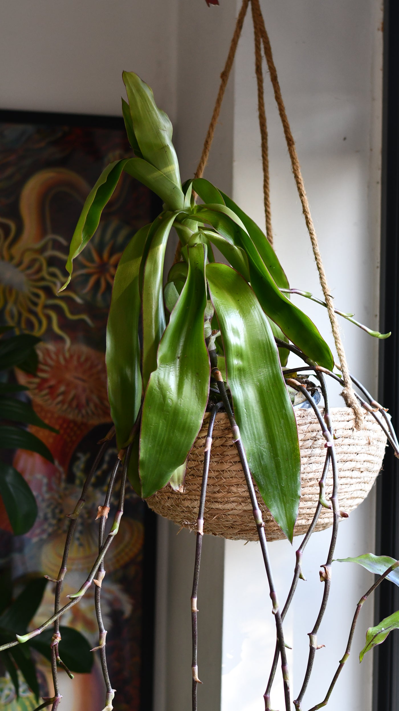 Callisia Fragrans - Basket Plant