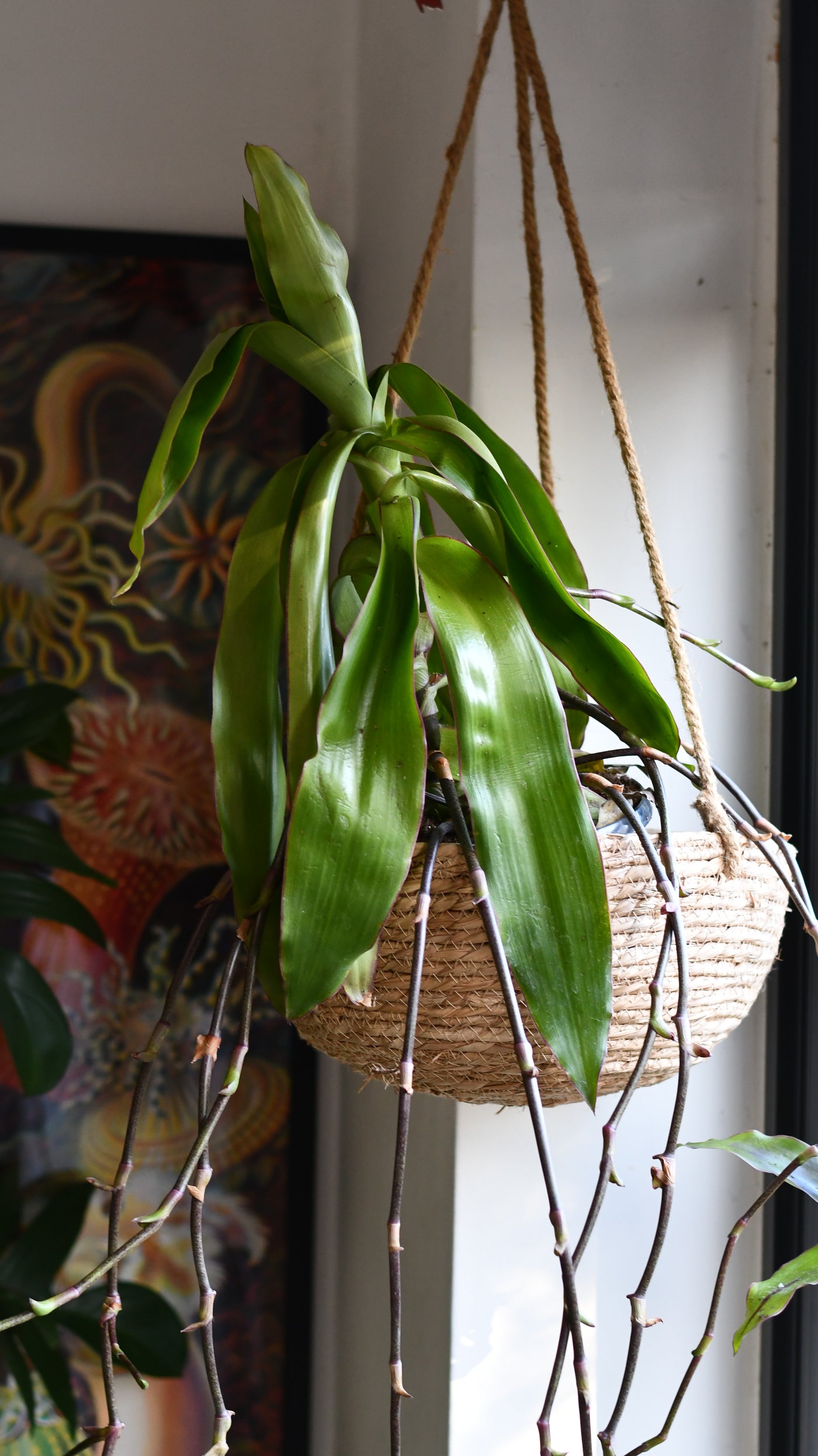 Callisia Fragrans - Basket Plant