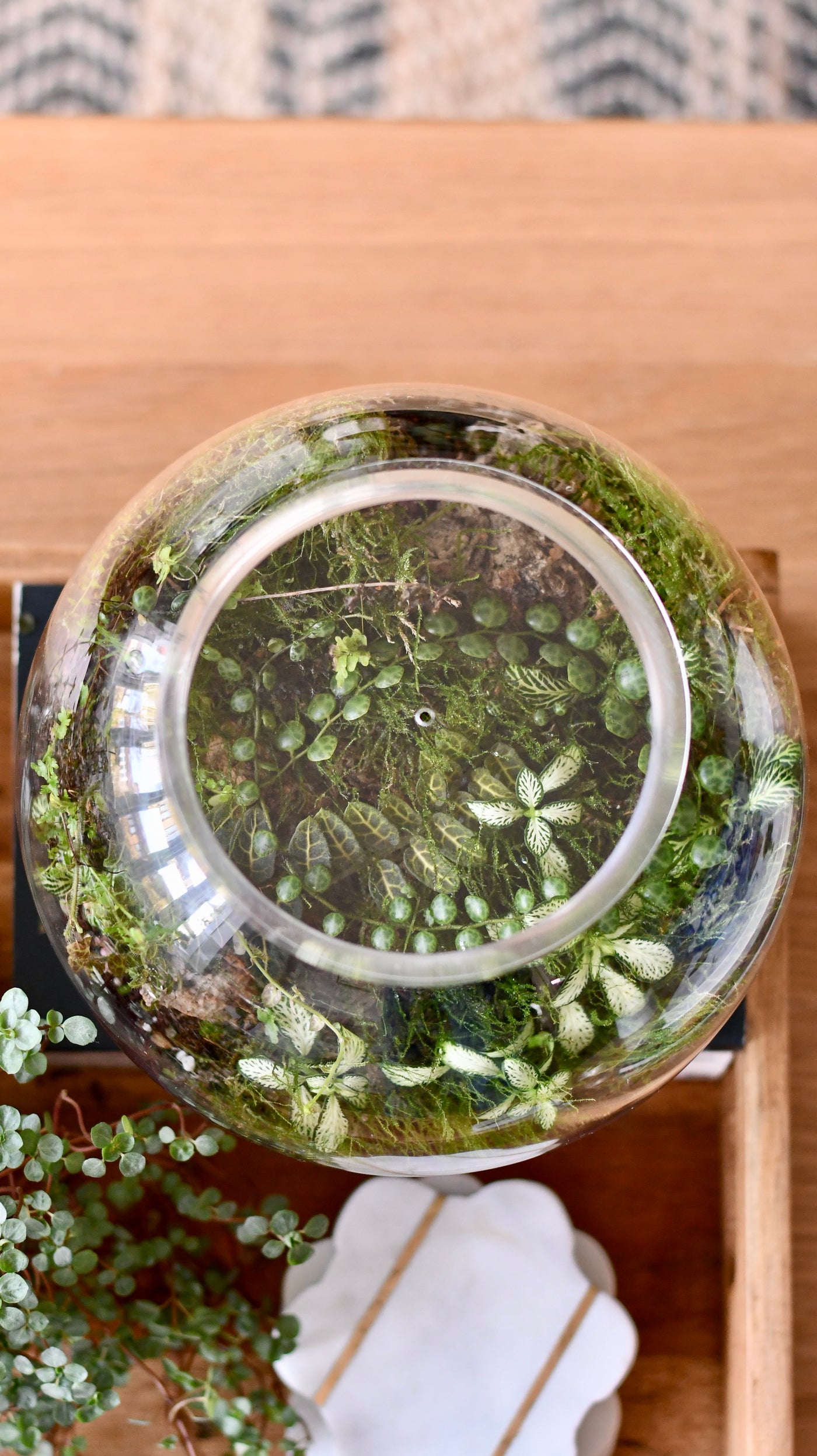 Happy Houseplants Terrarium Kit