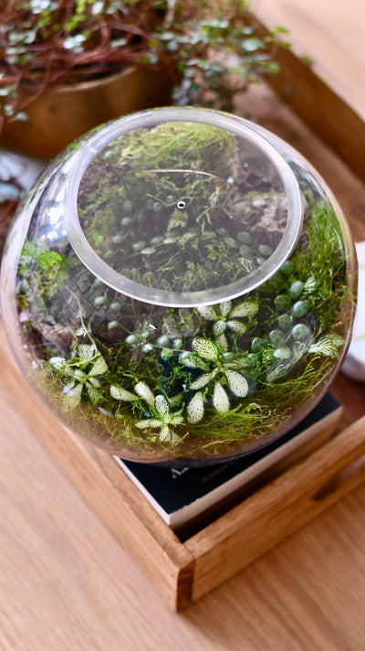 Happy Houseplants Terrarium Kit